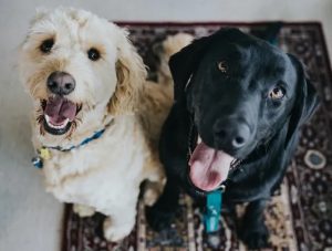 How to remove Pet Urine out of rug or carpet