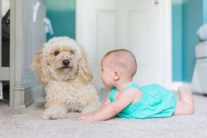 Carpet Worx Oklahoma City | Carpet, Upholstery and Rug Cleaning